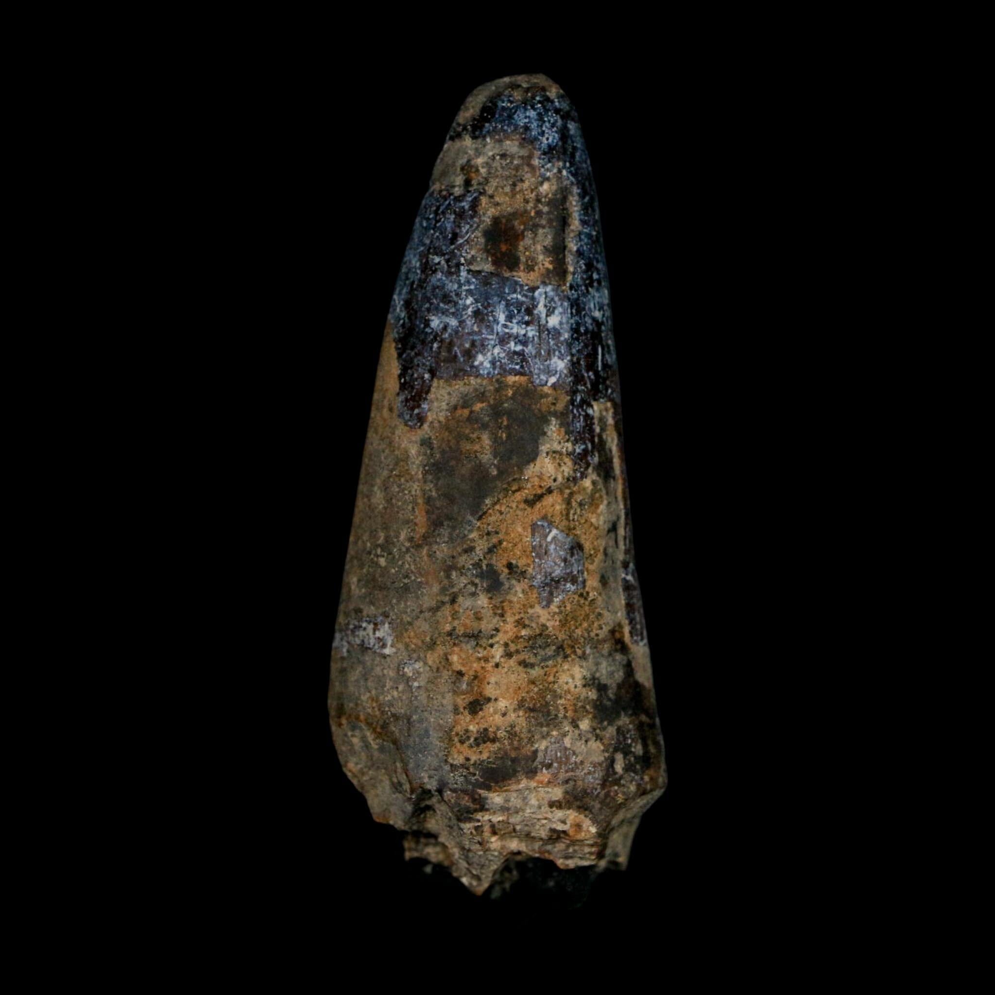 XL 2.6" Sarcosuchus Imperator Crocodile Fossil Tooth Elrhaz FM Cretaceous Niger COA - Fossil Age Minerals