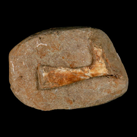 3.9" Pterosaur Tethydraco Regalis Fossil Bone Upper Cretaceous Morocco Stand COA - Fossil Age Minerals