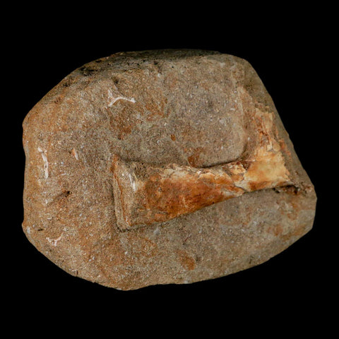 3.9" Pterosaur Tethydraco Regalis Fossil Bone Upper Cretaceous Morocco Stand COA - Fossil Age Minerals