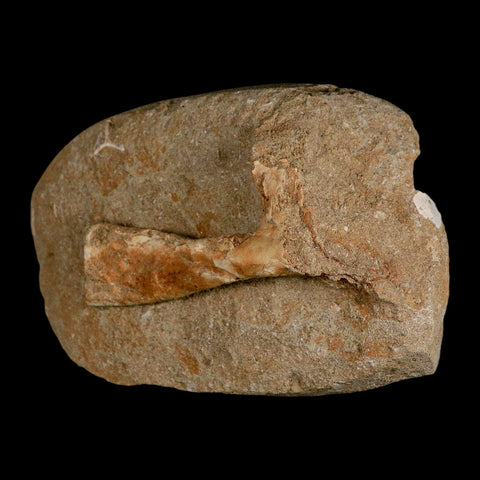 3.9" Pterosaur Tethydraco Regalis Fossil Bone Upper Cretaceous Morocco Stand COA - Fossil Age Minerals