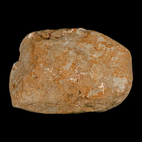 3.9" Pterosaur Tethydraco Regalis Fossil Bone Upper Cretaceous Morocco Stand COA - Fossil Age Minerals