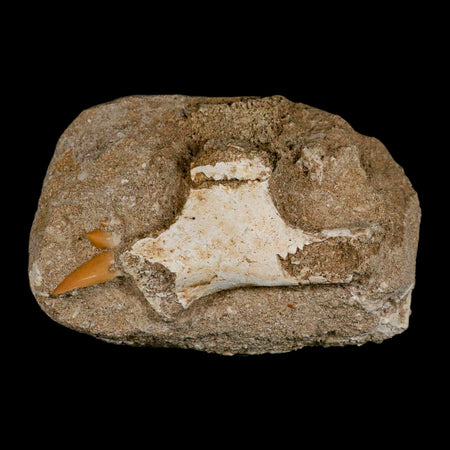 2.2" Pterosaur Tethydraco Regalis Fossil Bone Upper Cretaceous Morocco Stand COA