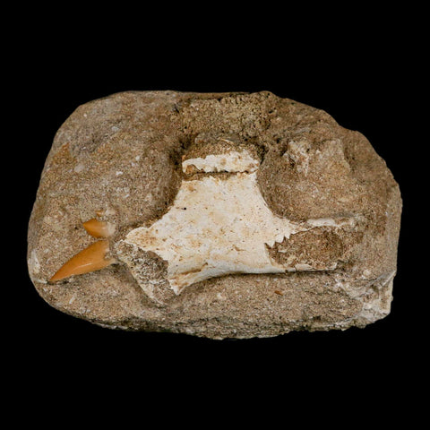 2.2" Pterosaur Tethydraco Regalis Fossil Bone Upper Cretaceous Morocco Stand COA - Fossil Age Minerals