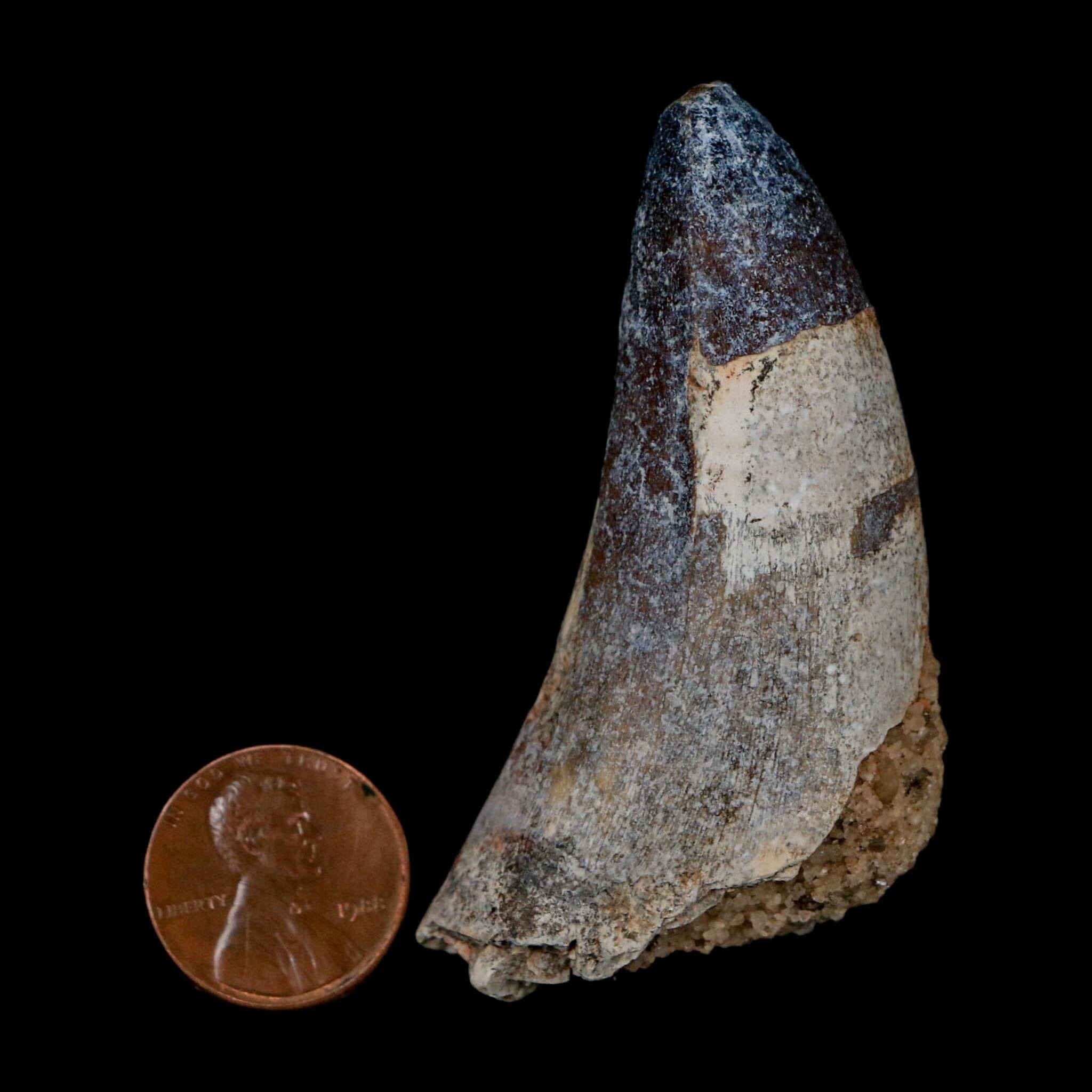 2.4" Sarcosuchus Imperator Crocodile Fossil Tooth Elrhaz FM Cretaceous Niger COA - Fossil Age Minerals