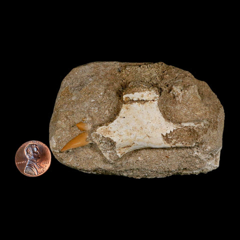 2.2" Pterosaur Tethydraco Regalis Fossil Bone Upper Cretaceous Morocco Stand COA - Fossil Age Minerals