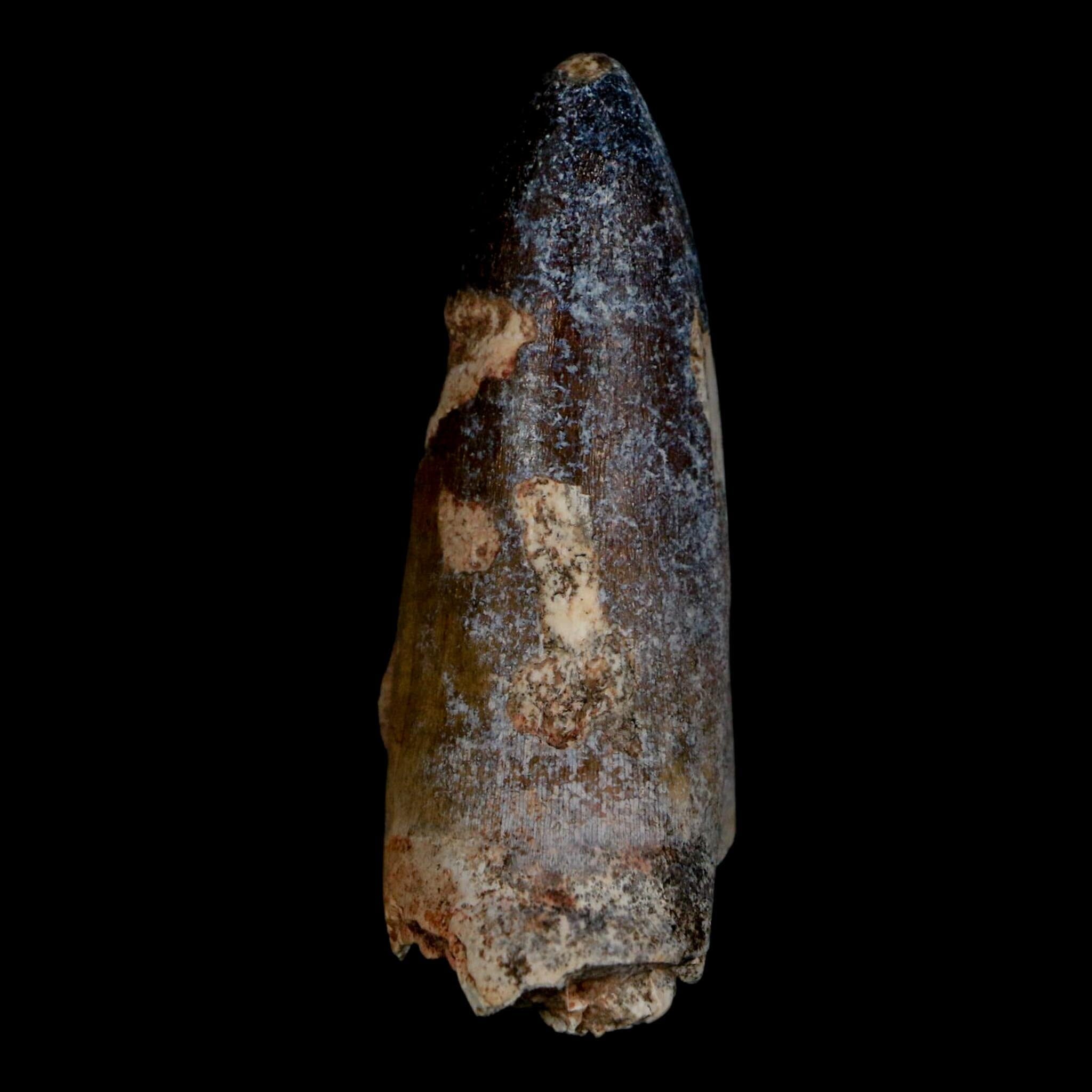 2.4" Sarcosuchus Imperator Crocodile Fossil Tooth Elrhaz FM Cretaceous Niger COA - Fossil Age Minerals