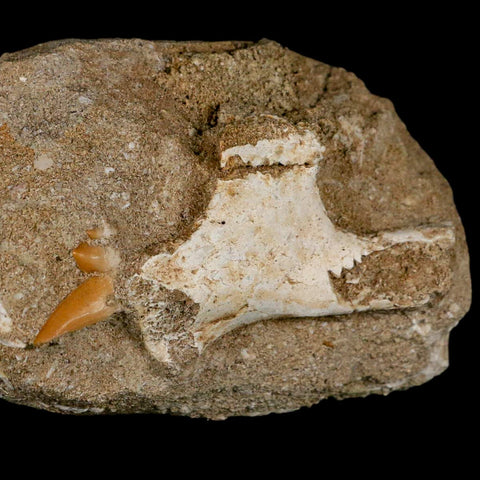 2.2" Pterosaur Tethydraco Regalis Fossil Bone Upper Cretaceous Morocco Stand COA - Fossil Age Minerals