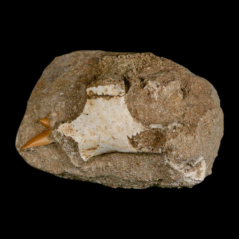 2.2" Pterosaur Tethydraco Regalis Fossil Bone Upper Cretaceous Morocco Stand COA - Fossil Age Minerals