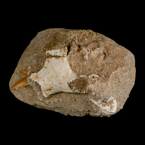 2.2" Pterosaur Tethydraco Regalis Fossil Bone Upper Cretaceous Morocco Stand COA - Fossil Age Minerals