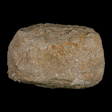 2.2" Pterosaur Tethydraco Regalis Fossil Bone Upper Cretaceous Morocco Stand COA - Fossil Age Minerals