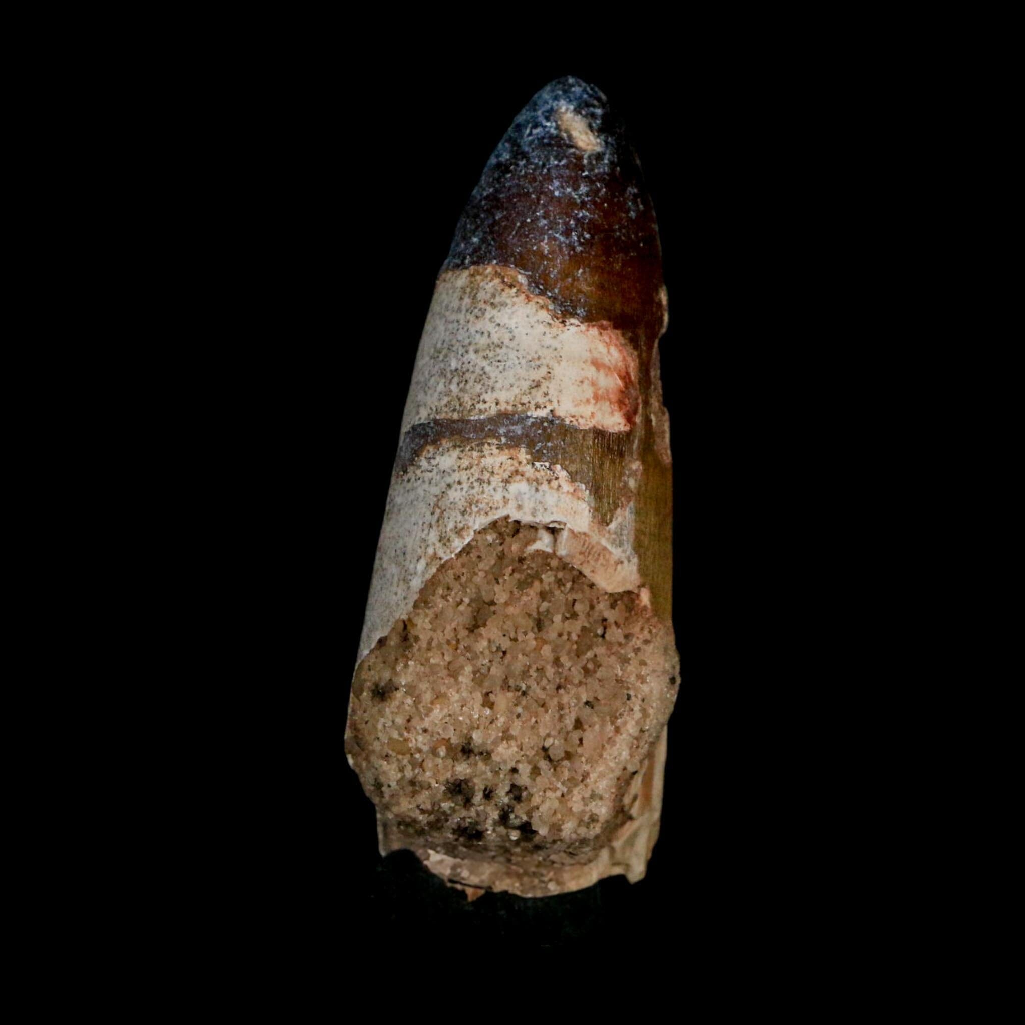 2.4" Sarcosuchus Imperator Crocodile Fossil Tooth Elrhaz FM Cretaceous Niger COA - Fossil Age Minerals