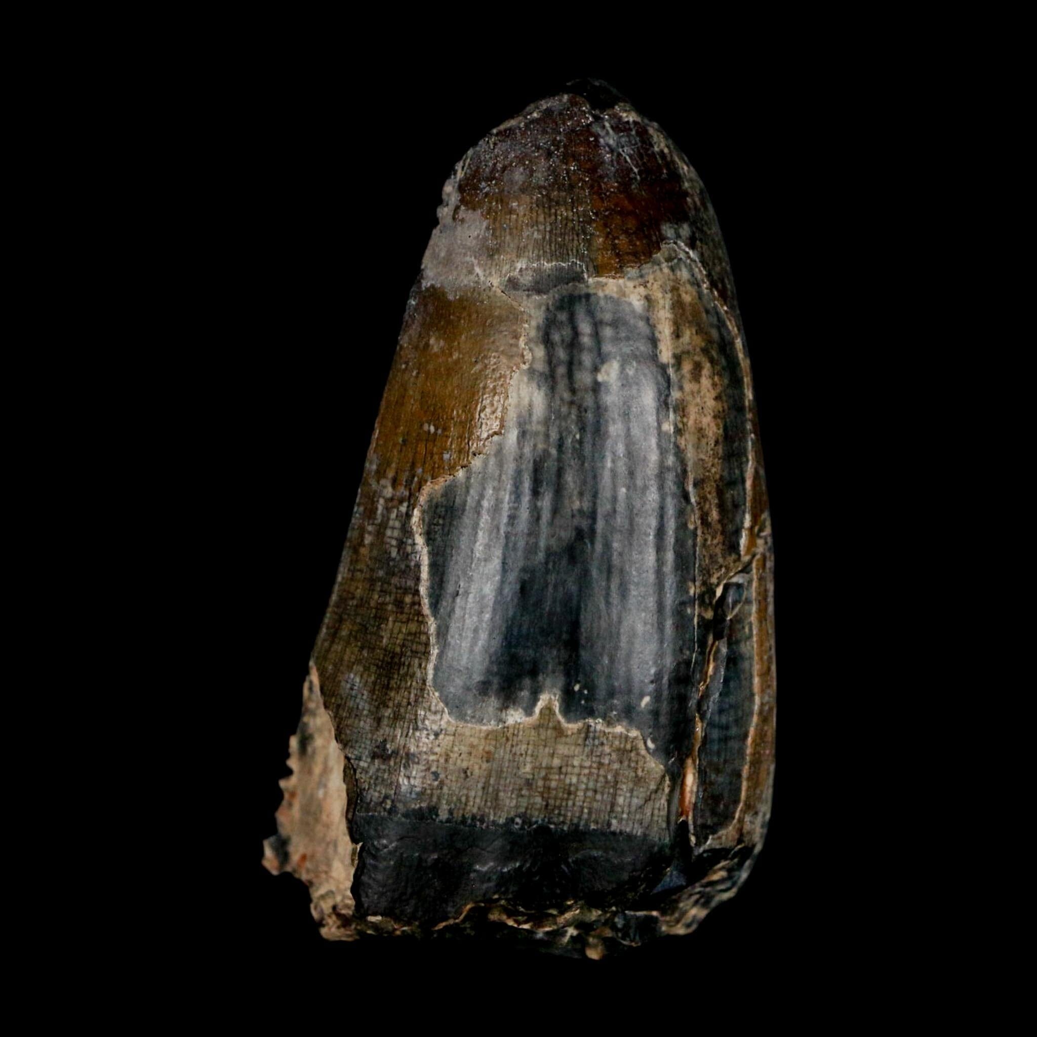 2.4" Sarcosuchus Imperator Crocodile Fossil Tooth Elrhaz FM Cretaceous Niger COA - Fossil Age Minerals