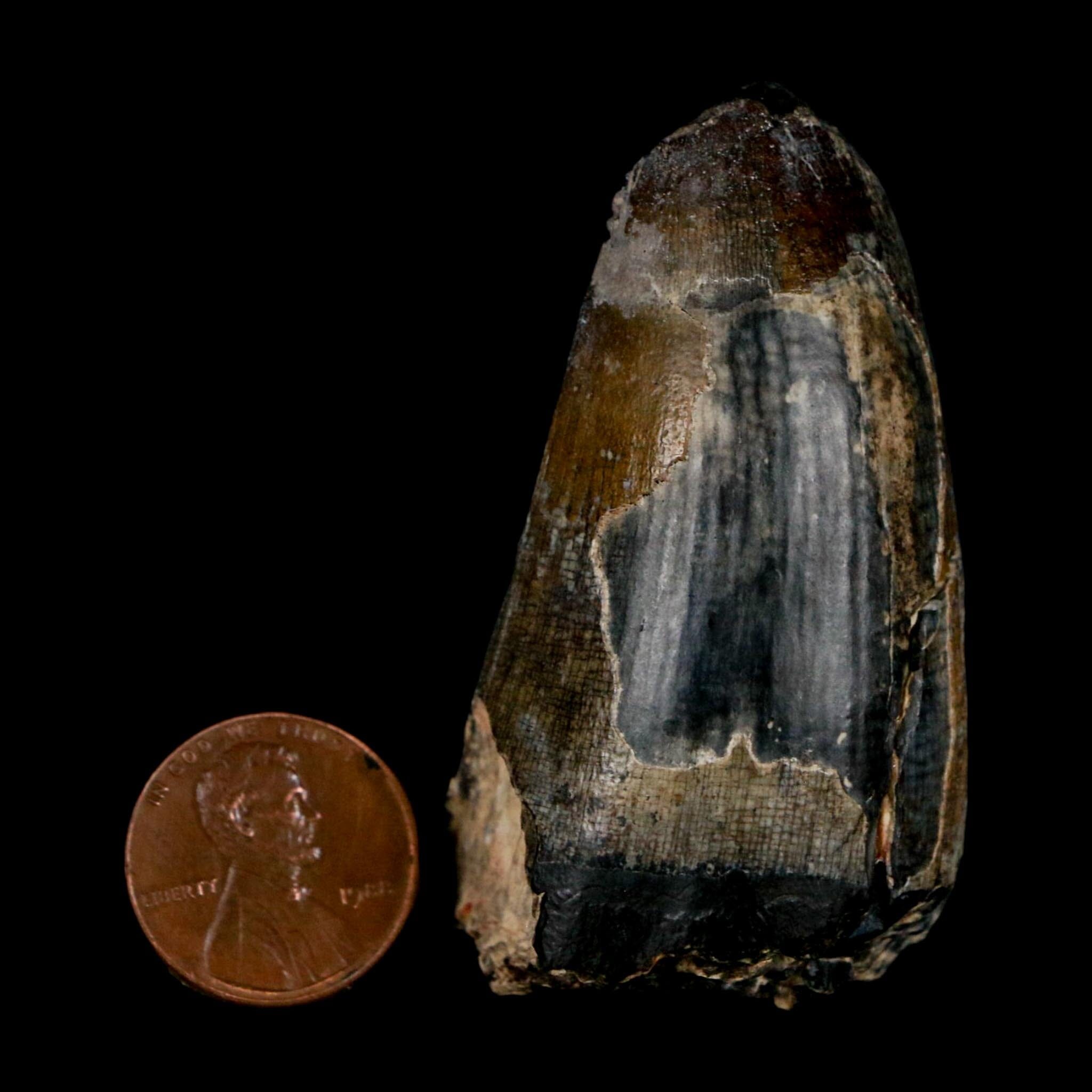 2.4" Sarcosuchus Imperator Crocodile Fossil Tooth Elrhaz FM Cretaceous Niger COA - Fossil Age Minerals