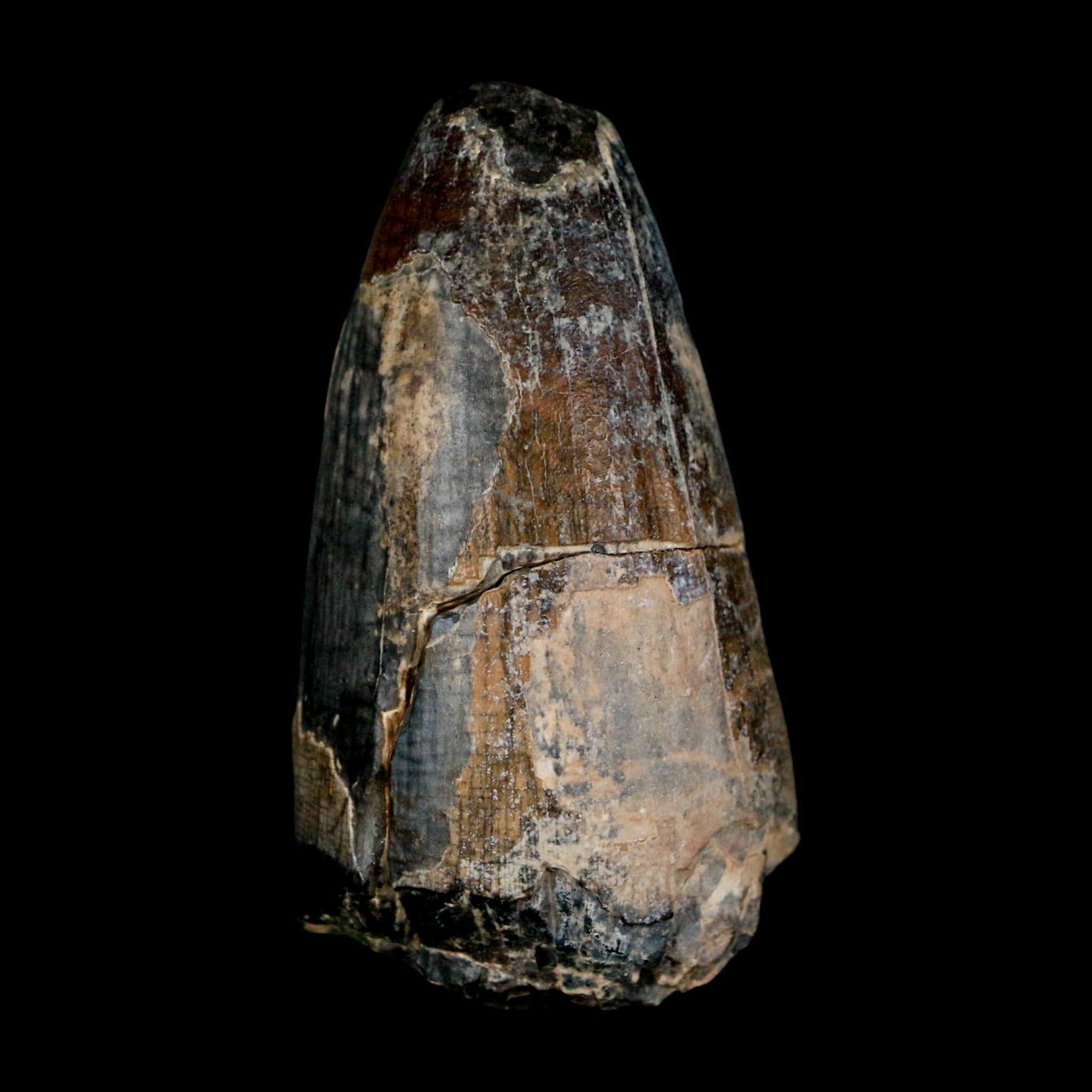 2.4" Sarcosuchus Imperator Crocodile Fossil Tooth Elrhaz FM Cretaceous Niger COA - Fossil Age Minerals