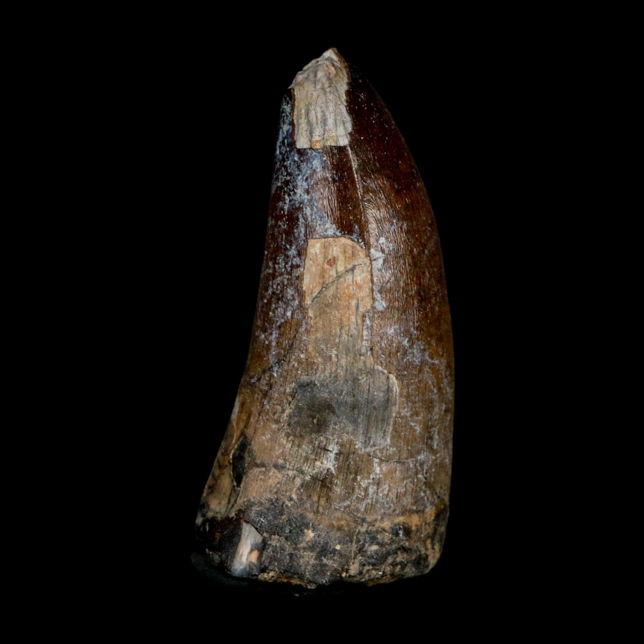 2.4" Sarcosuchus Imperator Crocodile Fossil Tooth Elrhaz FM Cretaceous Niger COA - Fossil Age Minerals