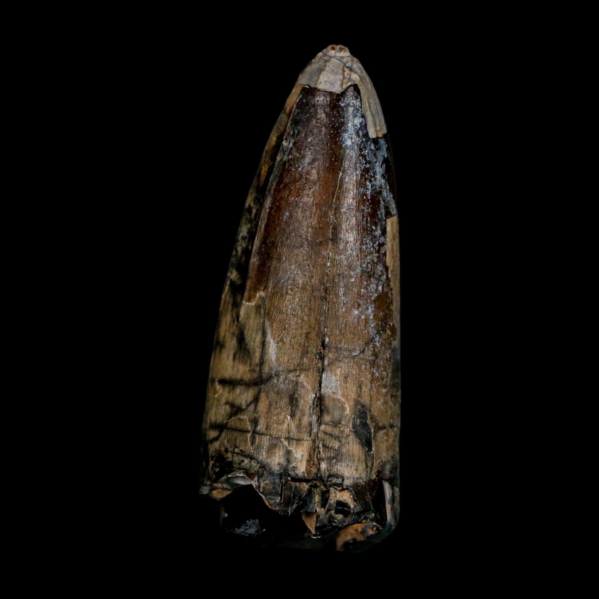 2.4" Sarcosuchus Imperator Crocodile Fossil Tooth Elrhaz FM Cretaceous Niger COA - Fossil Age Minerals