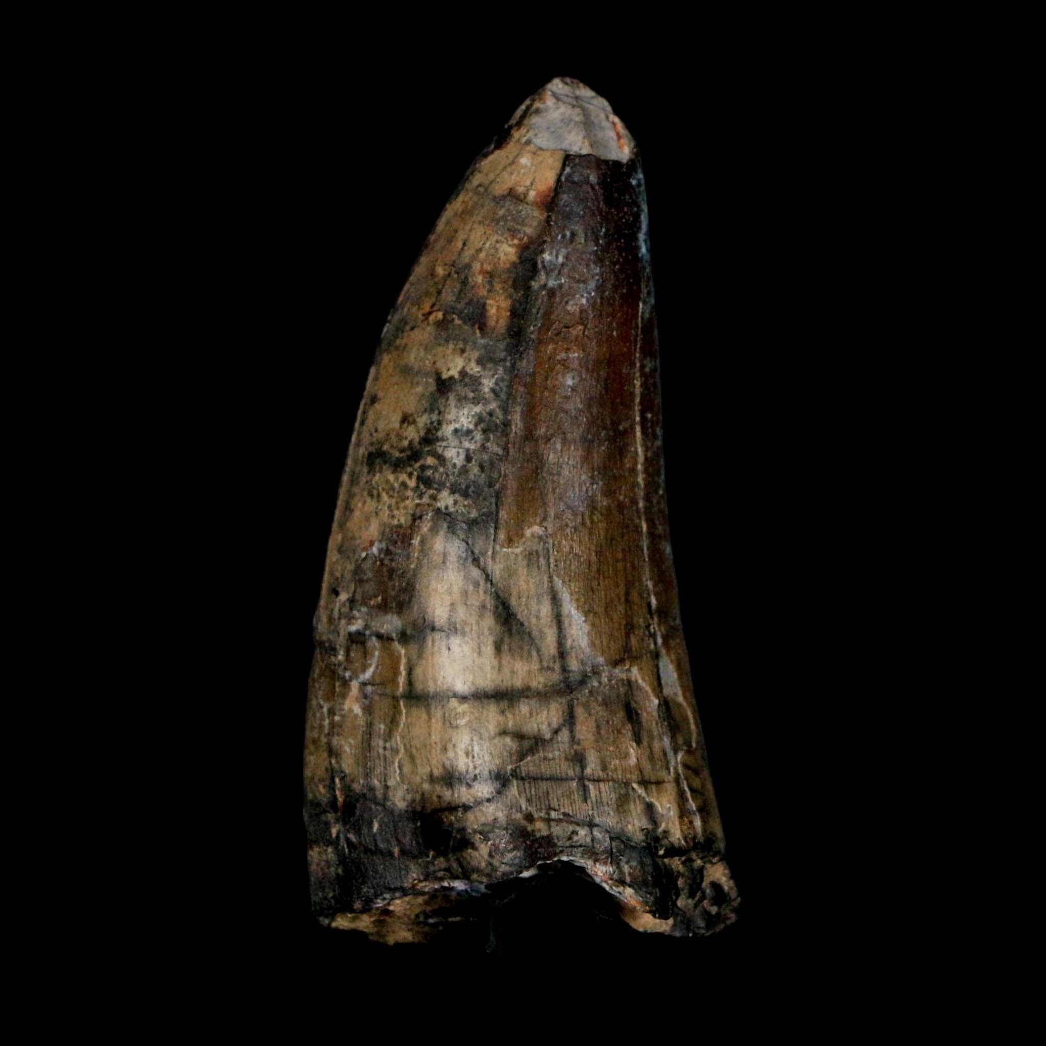 2.4" Sarcosuchus Imperator Crocodile Fossil Tooth Elrhaz FM Cretaceous Niger COA - Fossil Age Minerals