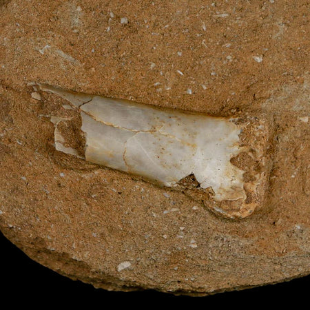 2.5" Pterosaur Tethydraco Regalis Fossil Bone Upper Cretaceous Morocco Stand COA