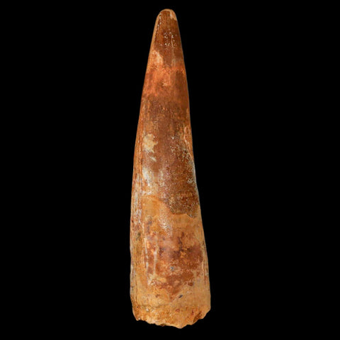 XL 3.3" Spinosaurus Fossil Tooth 100 Million Years Old Cretaceous Dinosaur COA - Fossil Age Minerals