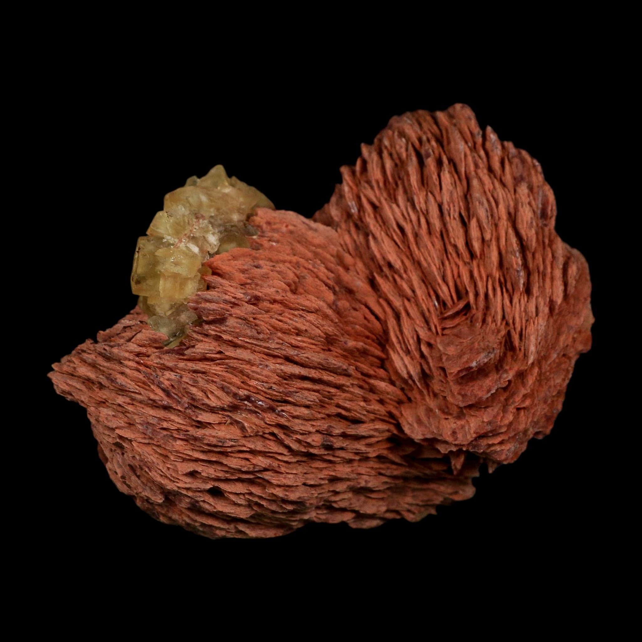 3.7" Yellow Fluorite on Orange Barite Blade Crystals Minerals Taouirirt Morocco - Fossil Age Minerals