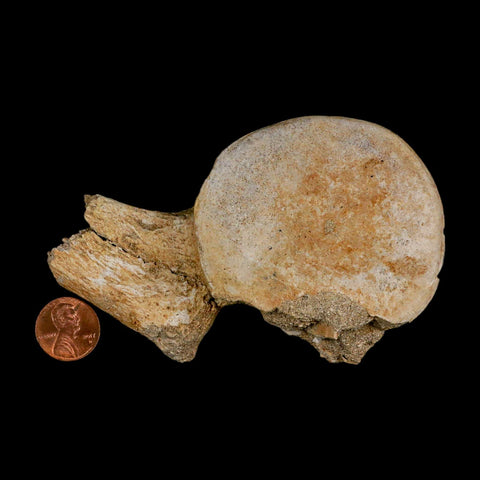 4.3" Plesiosaur Fossil Vertebrae Cretaceous Dinosaur Era Morocco Zarafasaura COA - Fossil Age Minerals