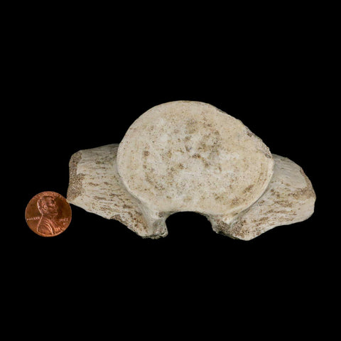 3.9" Plesiosaur Fossil Vertebrae Cretaceous Dinosaur Era Morocco Zarafasaura COA - Fossil Age Minerals