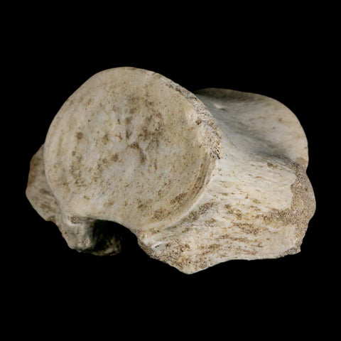 3.9" Plesiosaur Fossil Vertebrae Cretaceous Dinosaur Era Morocco Zarafasaura COA - Fossil Age Minerals