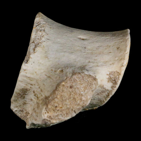 3.9" Plesiosaur Fossil Vertebrae Cretaceous Dinosaur Era Morocco Zarafasaura COA - Fossil Age Minerals