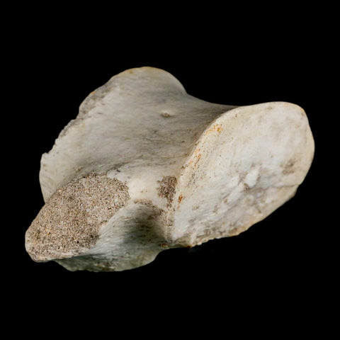 3.9" Plesiosaur Fossil Vertebrae Cretaceous Dinosaur Era Morocco Zarafasaura COA - Fossil Age Minerals