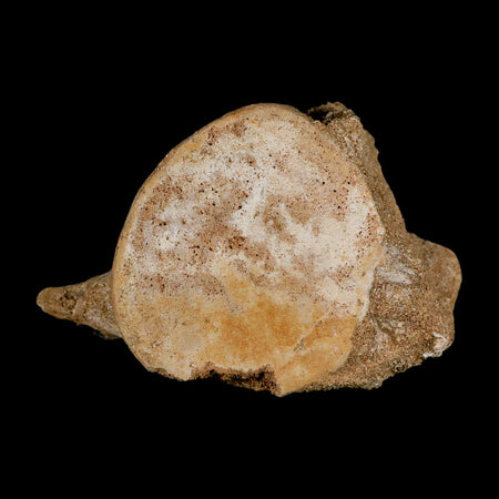 3.7" Plesiosaur Fossil Vertebrae Cretaceous Dinosaur Era Morocco Zarafasaura COA