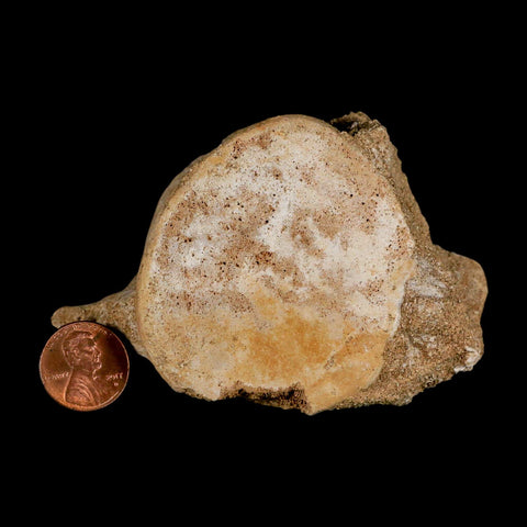 3.7" Plesiosaur Fossil Vertebrae Cretaceous Dinosaur Era Morocco Zarafasaura COA - Fossil Age Minerals