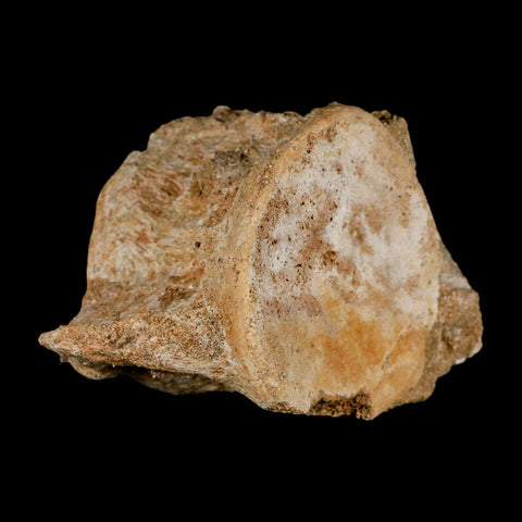 3.7" Plesiosaur Fossil Vertebrae Cretaceous Dinosaur Era Morocco Zarafasaura COA - Fossil Age Minerals