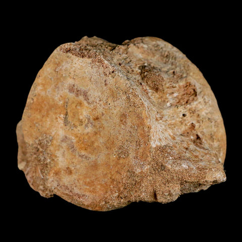 3.7" Plesiosaur Fossil Vertebrae Cretaceous Dinosaur Era Morocco Zarafasaura COA - Fossil Age Minerals