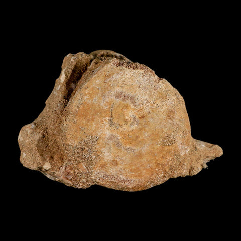 3.7" Plesiosaur Fossil Vertebrae Cretaceous Dinosaur Era Morocco Zarafasaura COA - Fossil Age Minerals