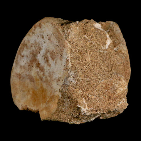 3.7" Plesiosaur Fossil Vertebrae Cretaceous Dinosaur Era Morocco Zarafasaura COA - Fossil Age Minerals