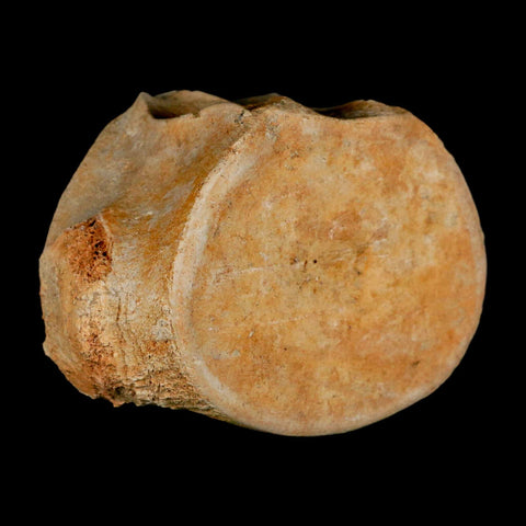 3.2" Plesiosaur Fossil Vertebrae Cretaceous Dinosaur Era Morocco Zarafasaura COA - Fossil Age Minerals