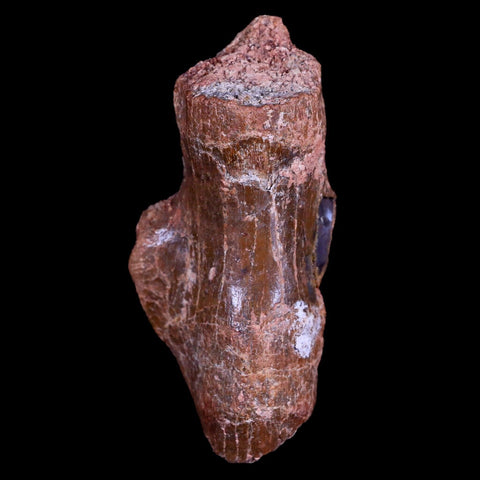 3.1" Crocodile Fossil Ossified Tendon Hell Creek FM Cretaceous Dinosaur Age MT - Fossil Age Minerals