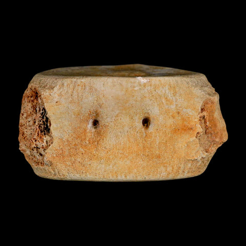 3.2" Plesiosaur Fossil Vertebrae Cretaceous Dinosaur Era Morocco Zarafasaura COA - Fossil Age Minerals