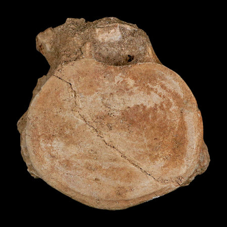 3" Plesiosaur Fossil Vertebrae Cretaceous Dinosaur Era Morocco Zarafasaura COA