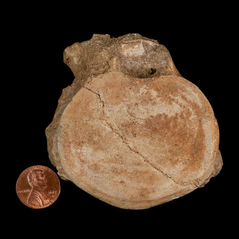 3" Plesiosaur Fossil Vertebrae Cretaceous Dinosaur Era Morocco Zarafasaura COA - Fossil Age Minerals