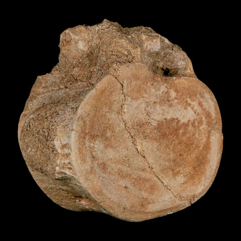 3" Plesiosaur Fossil Vertebrae Cretaceous Dinosaur Era Morocco Zarafasaura COA - Fossil Age Minerals