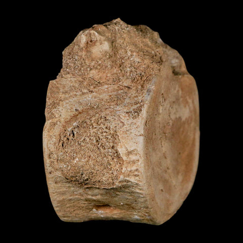 3" Plesiosaur Fossil Vertebrae Cretaceous Dinosaur Era Morocco Zarafasaura COA - Fossil Age Minerals