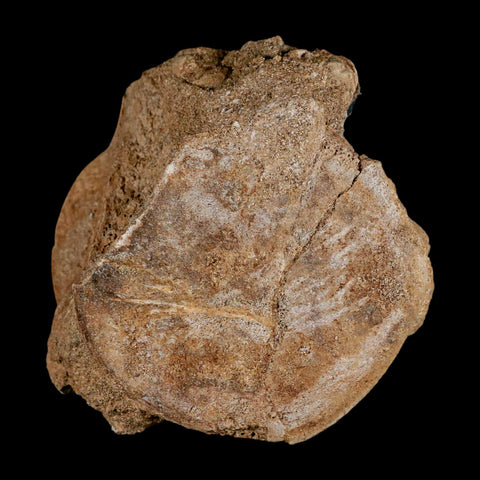 3" Plesiosaur Fossil Vertebrae Cretaceous Dinosaur Era Morocco Zarafasaura COA - Fossil Age Minerals