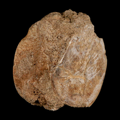 3" Plesiosaur Fossil Vertebrae Cretaceous Dinosaur Era Morocco Zarafasaura COA - Fossil Age Minerals