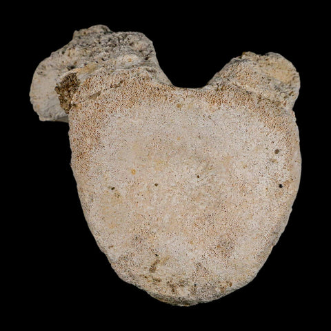 3" Plesiosaur Fossil Vertebrae Cretaceous Dinosaur Era Morocco Zarafasaura COA - Fossil Age Minerals