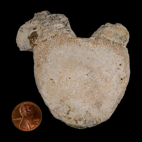 3" Plesiosaur Fossil Vertebrae Cretaceous Dinosaur Era Morocco Zarafasaura COA - Fossil Age Minerals