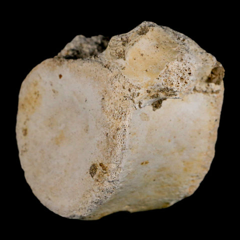 3" Plesiosaur Fossil Vertebrae Cretaceous Dinosaur Era Morocco Zarafasaura COA - Fossil Age Minerals