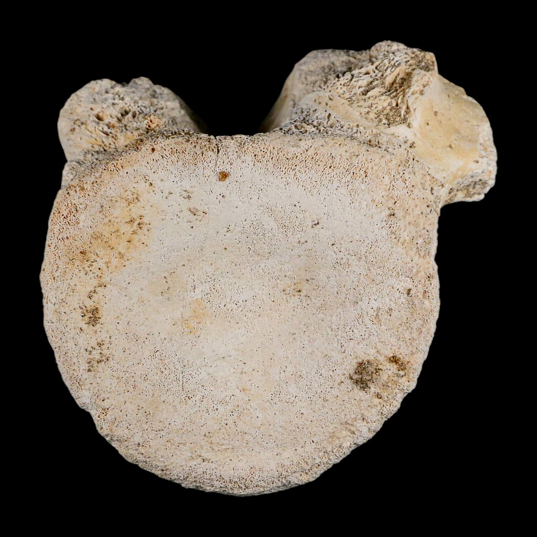 3" Plesiosaur Fossil Vertebrae Cretaceous Dinosaur Era Morocco Zarafasaura COA - Fossil Age Minerals