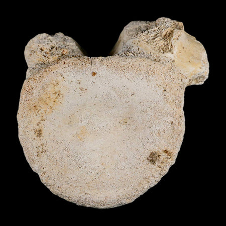 3" Plesiosaur Fossil Vertebrae Cretaceous Dinosaur Era Morocco Zarafasaura COA