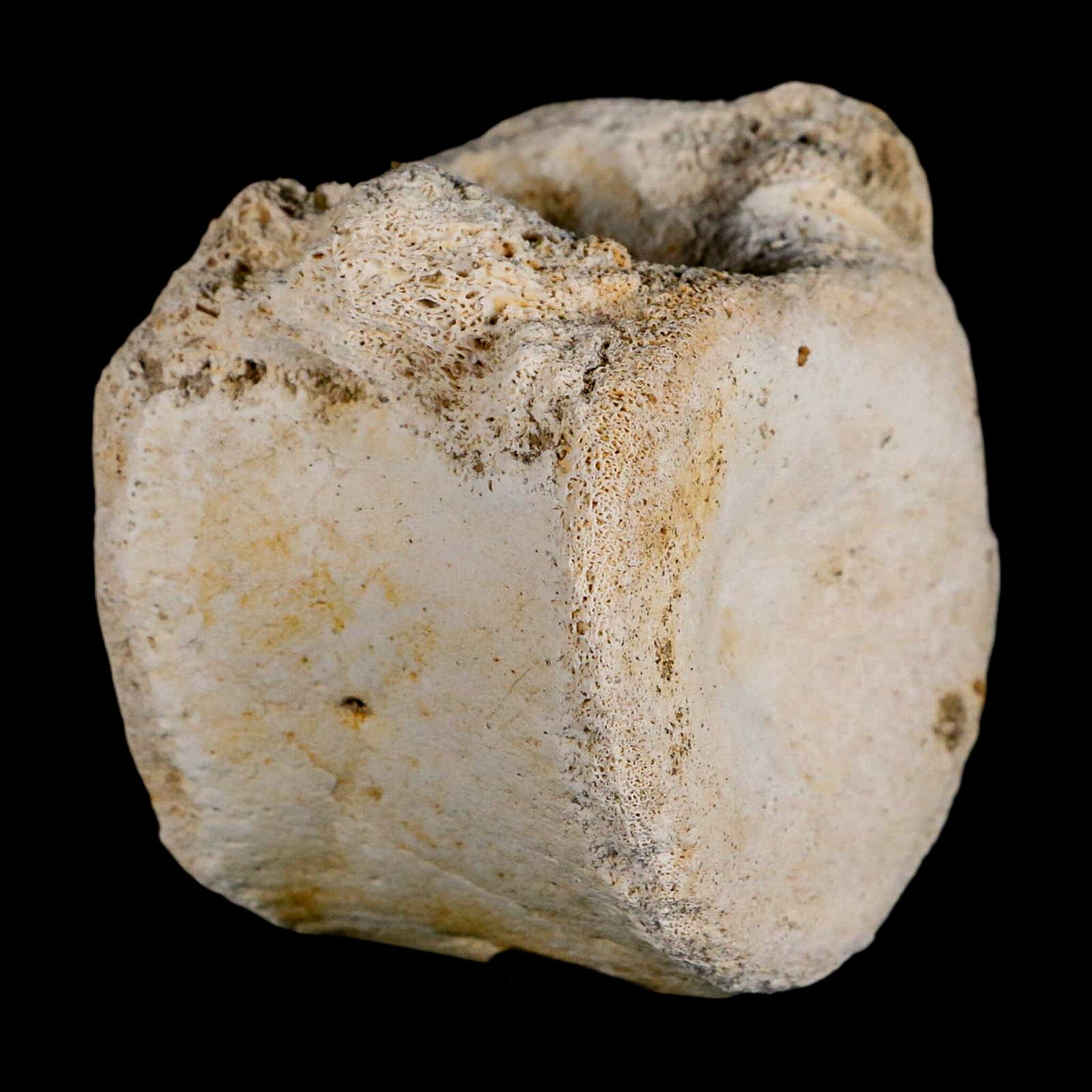 3" Plesiosaur Fossil Vertebrae Cretaceous Dinosaur Era Morocco Zarafasaura COA - Fossil Age Minerals